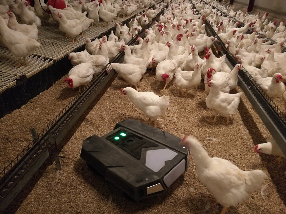 Tibot launches new poultry robot Poultry News