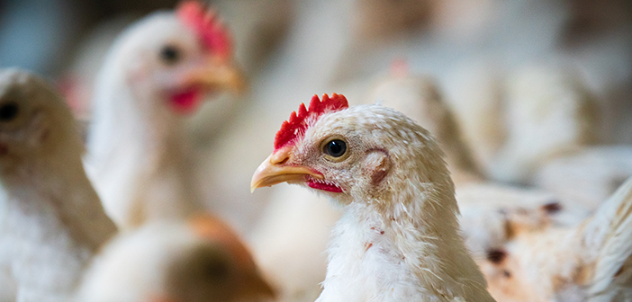 Red Tractor increases frequency of poultry farm assessments - Poultry News